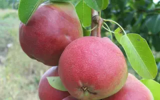 КРАСА ЖИГУЛЕЙ