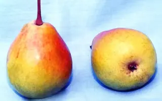 КРАСНЫЙ КАВКАЗ