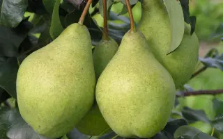 ПРОСТО МАРИЯ