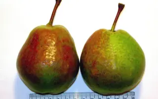 ЭЛЬБРУССКАЯ