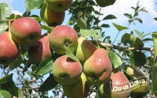 САМАРСКАЯ ЖЕМЧУЖИНА