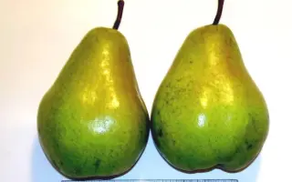 БЕРЕ НАЛЬЧИКСКАЯ