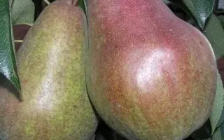 БРЯНСКАЯ КРАСАВИЦА