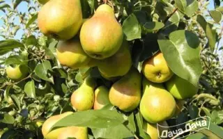 АМУРСКАЯ РАННЯЯ