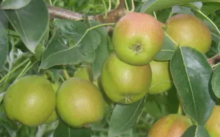 ЛАСТОЧКА ПРИАМУРЬЯ