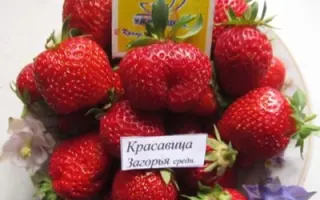 КРАСАВИЦА ЗАГОРЬЯ