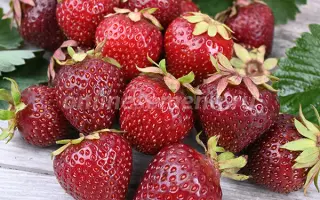 КОКИНСКАЯ РАННЯЯ