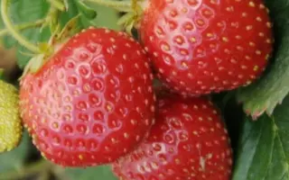 РАННЯЯ ПЛОТНАЯ