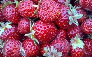 КРАСНОЯРКА