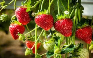 РУБИНОВЫЙ КАСКАД