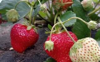 КАКИКЕН 9 КЕЙ 206 ГО