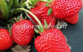 КРЫМСКАЯ РАННЯЯ