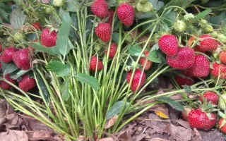 НАШЕ ПОДМОСКОВЬЕ