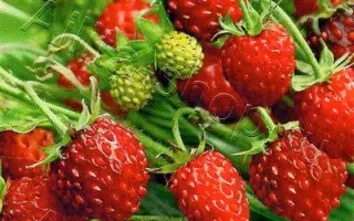 ДУШИСТОЕ ЛУКОШКО