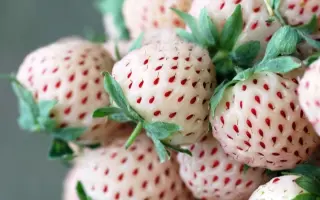 БЕЛОСНЕЖКА