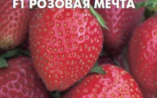 РОЗОВАЯ МЕЧТА
