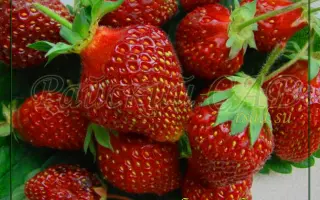 ЗАБЕЛИНСКАЯ