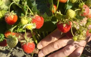 ЙОШКАРОЛИНКА