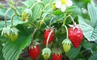 НАЙДЕНА ДОБРАЯ