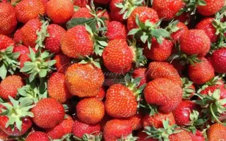 УРОЖАЙНАЯ ЦГЛ