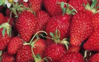 БАРОН СОЛЕМАХЕР