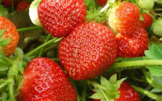 ЦАРСКОСЕЛЬСКАЯ