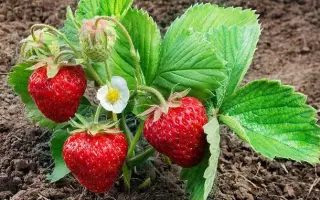 ПАМЯТИ ЗУБОВА