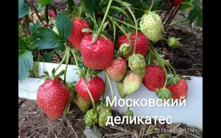 МОСКОВСКИЙ ДЕЛИКАТЕС