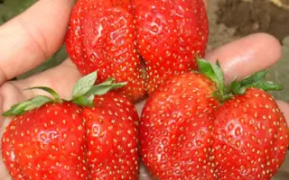 ПЕРВОКЛАССНИЦА