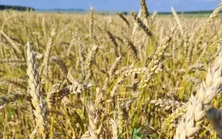 НОВОЗЫБКОВСКАЯ НИВА