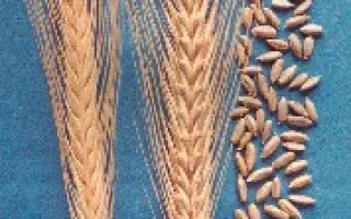 САРАТОВСКАЯ 5