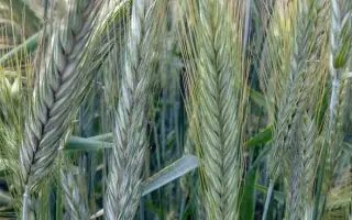 ОРЛОВСКАЯ 9