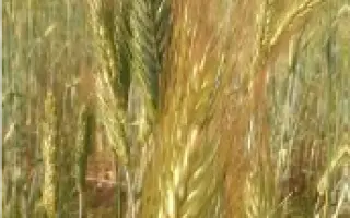 САРАТОВСКАЯ 10