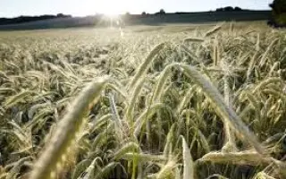 КВС АВИАТОР