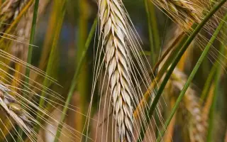 КРАСНОЯРСКАЯ УНИВЕРСАЛЬНАЯ