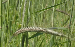 ВАВИЛОВСКАЯ