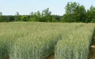 БЕЗЕНЧУКСКАЯ 87