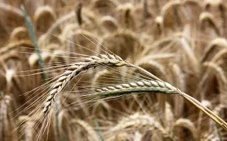 ЛО 55 П