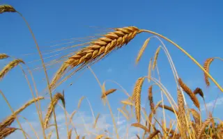 СИБИРЬ