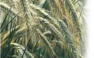 ЭСТАФЕТА ТАТАРСТАНА