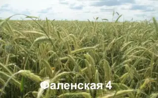 ФАЛЕНСКАЯ 4