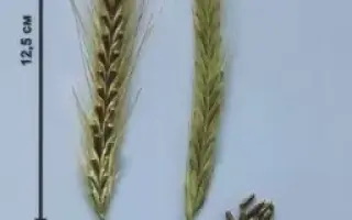 СНЕЖАНА