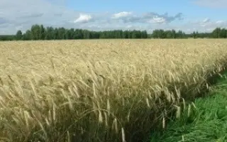 ТАТЬЯНА