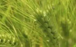ОНОХОЙСКАЯ