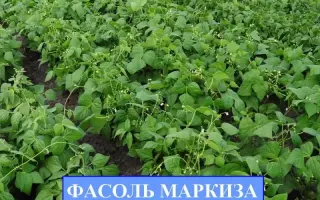 МАРКИЗА
