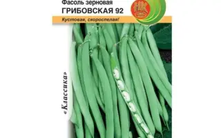 ГРИБОВСКАЯ 92