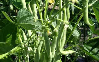 МОСКОВСКАЯ БЕЛАЯ ЗЕЛЕНОСТРУЧНАЯ 556