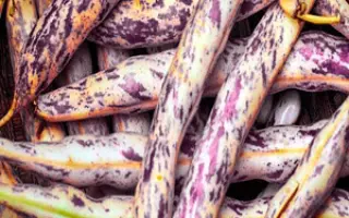 ЕГИПЕТСКАЯ СИЛА