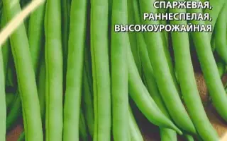 ТЕНЬ НА ПЛЕТЕНЬ