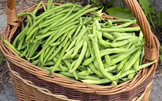 ТЕНЕК-ХОЛОДОК